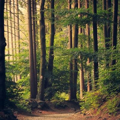 半岛彩票手机app下载